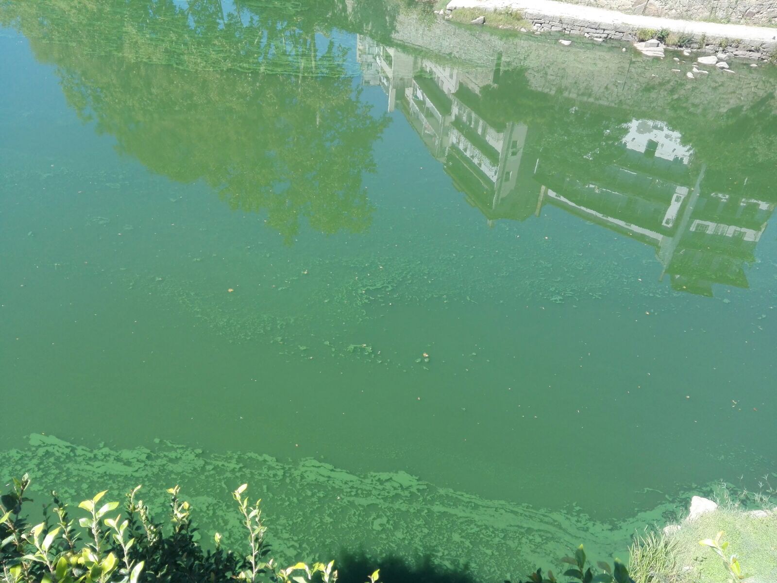 Poluição no rio Tâmega. Amarante. 13 de setembro de 2017